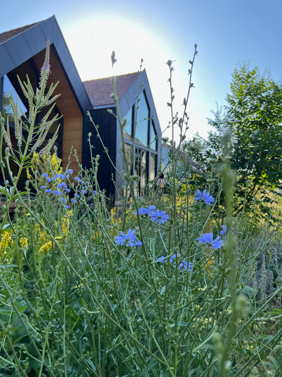 Ephemeral sunshine on the perennials meadow